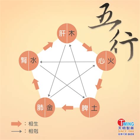 內臟 五行|中醫知識 